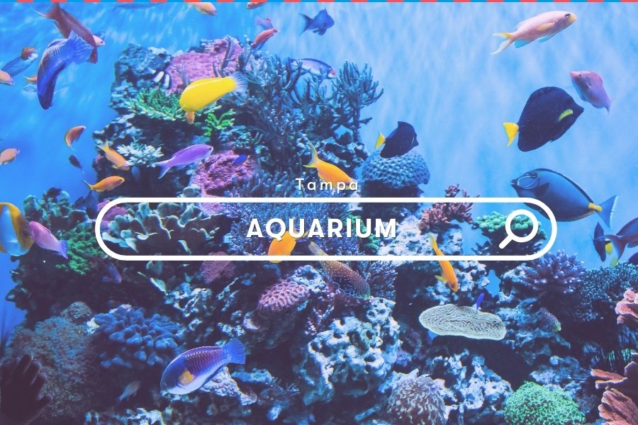 Florida Activities: Tampa Aquarium